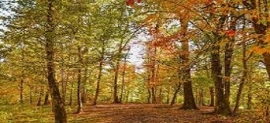 دوچرخه سواری در جنگل رزکه